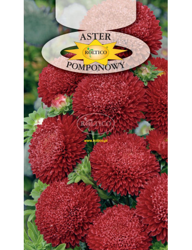 Aster pomponowy Czerwony 1g ROL