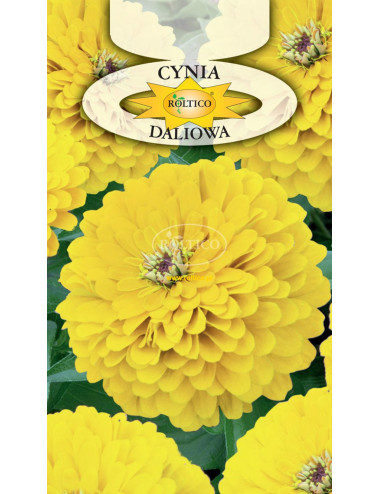 Cynia wytworna daliowa żółta 1g